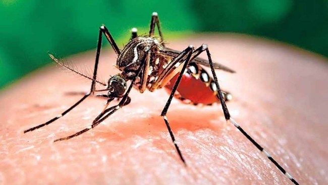Cả nước ghi nhận hơn 54.000 ca mắc sốt xuất huyết