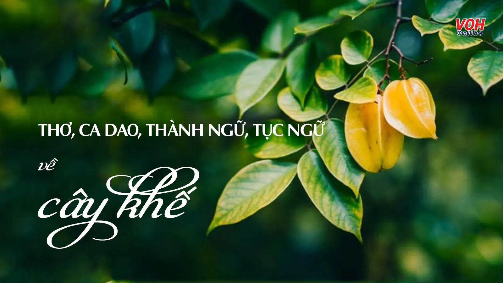 33 bài thơ, ca dao, thành ngữ, tục ngữ về cây khế hay nhất