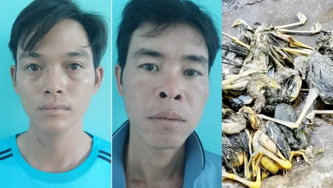 Tạm giữ hai người bắt chim cò quý hiếm trong rừng U Minh Thượng… về nhậu