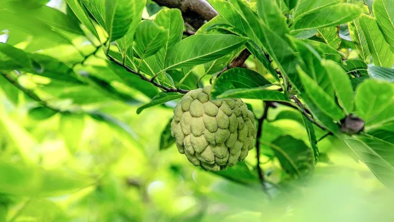 Mãng cầu Đông Triều được giá giúp nông dân “đổi đời”