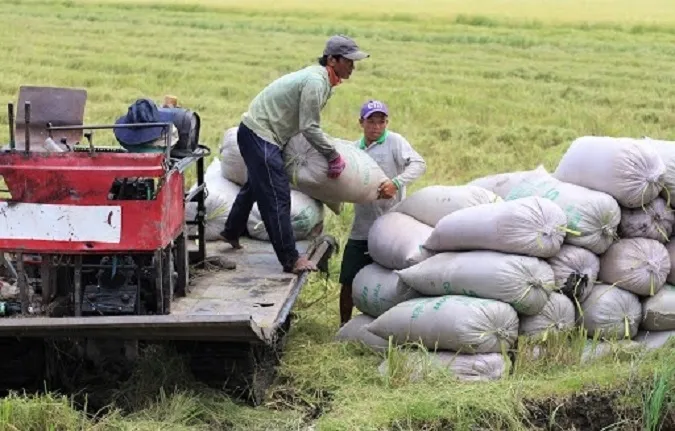 Điểm tin chiều 18/8: Gạo Việt Nam lên cao nhất thế giới | Cổ phiếu Vinfast về mốc 20 USD