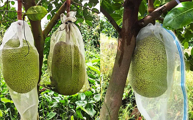 Sốt giá mít Thái lên hơn 50.000 đồng/kg tại vườn