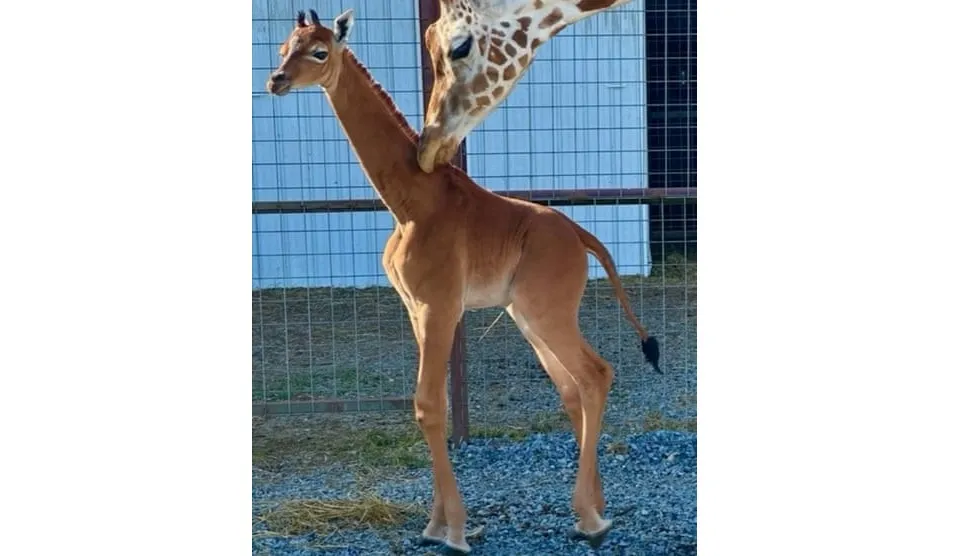 Hươu cao cổ không có đốm duy nhất trên hành tinh vừa chào đời