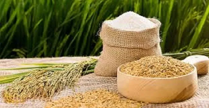 Giá lúa gạo hôm nay 6/9/2023: Xuất khẩu gạo Việt Nam vượt Thái Lan