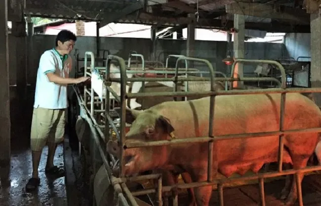 Giá heo hơi hôm nay 9/9/2023: Đi ngang