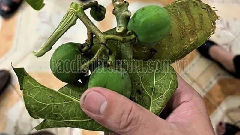 Điện Biên: 40 học sinh nhập viện do ăn quả vông