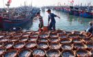 Phó Thủ tướng: Xử lý dứt điểm các tồn tại liên quan đến chống khai thác IUU