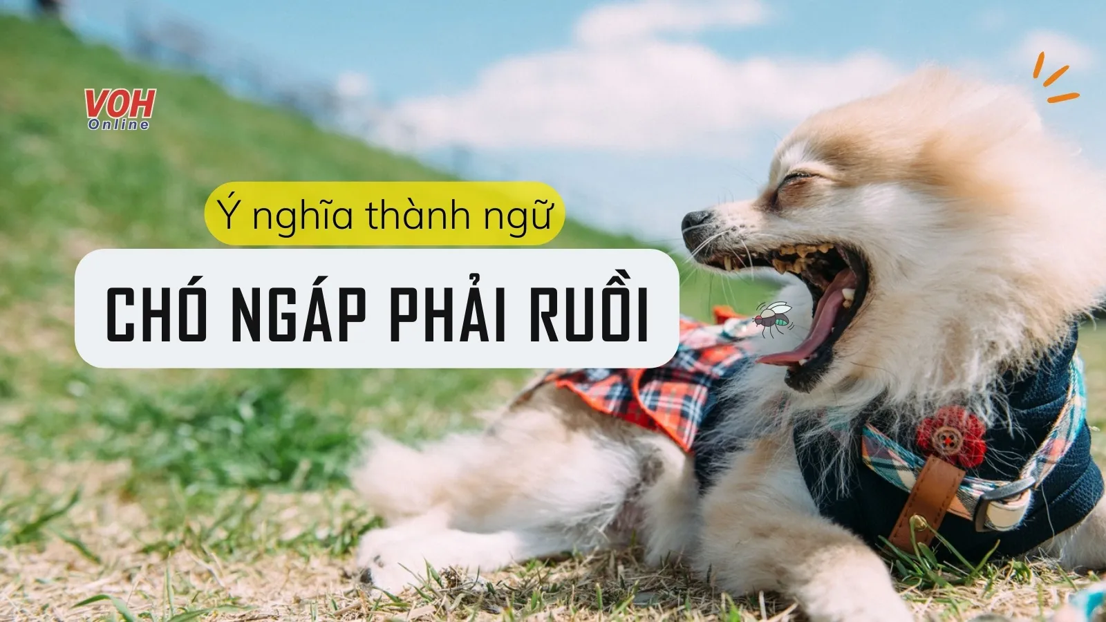 Giải thích ý nghĩa thành ngữ “Chó ngáp phải ruồi” là gì?