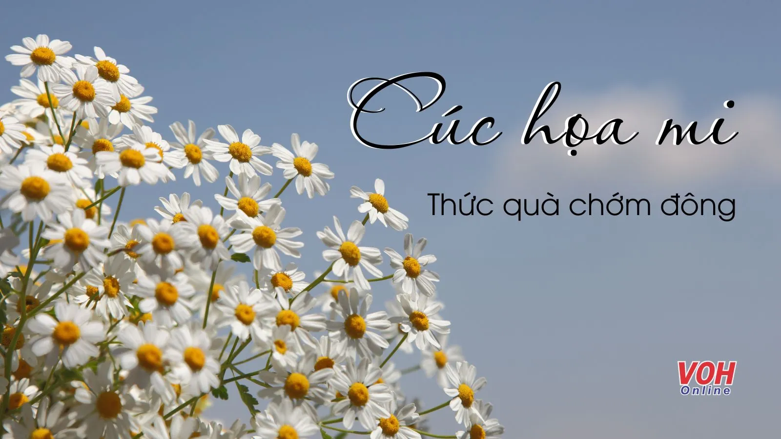 100 status về cúc họa mi, cap về cúc họa mi hay, đong đầy cảm xúc