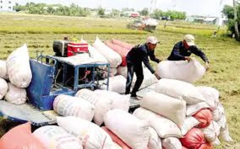 Gạo Việt tăng đột biến do nhiều nước tăng sản lượng nhập khẩu