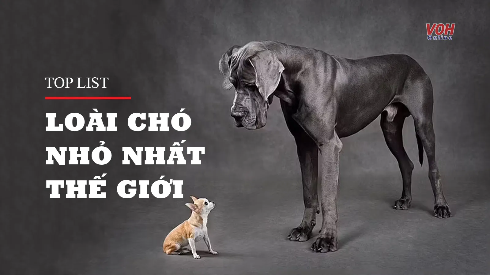 Top 10 giống chó nhỏ nhất thế giới