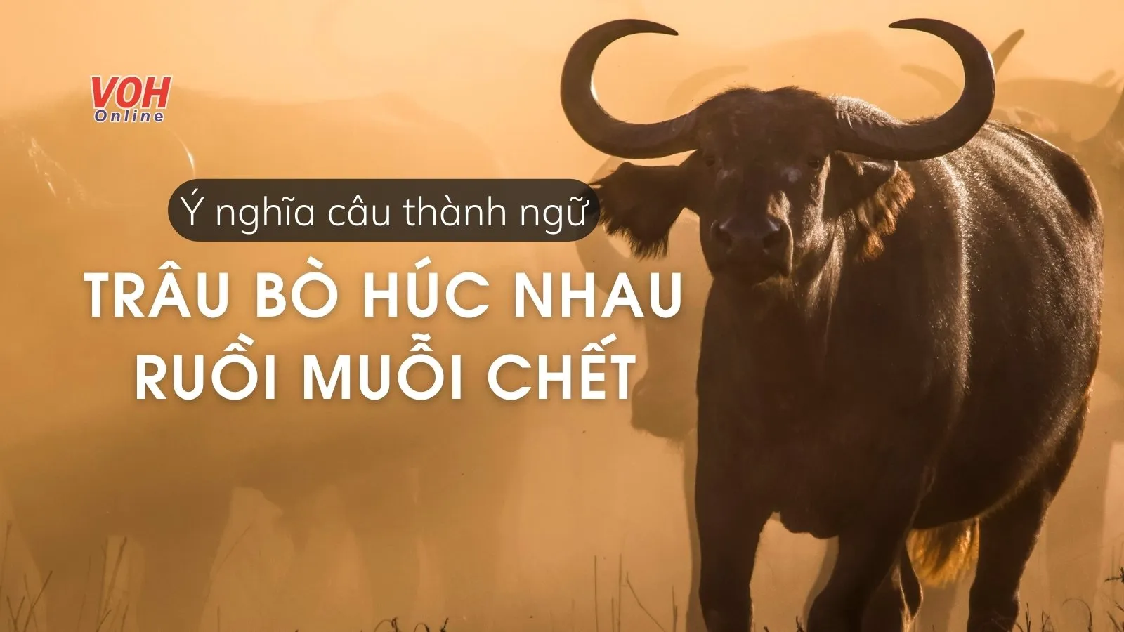 Giải thích ý nghĩa thành ngữ “Trâu bò húc nhau, ruồi muỗi chết” là gì?