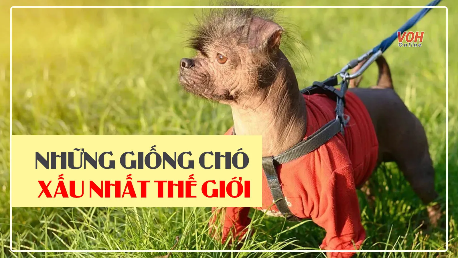 Tổng hợp những con chó xấu nhất thế giới