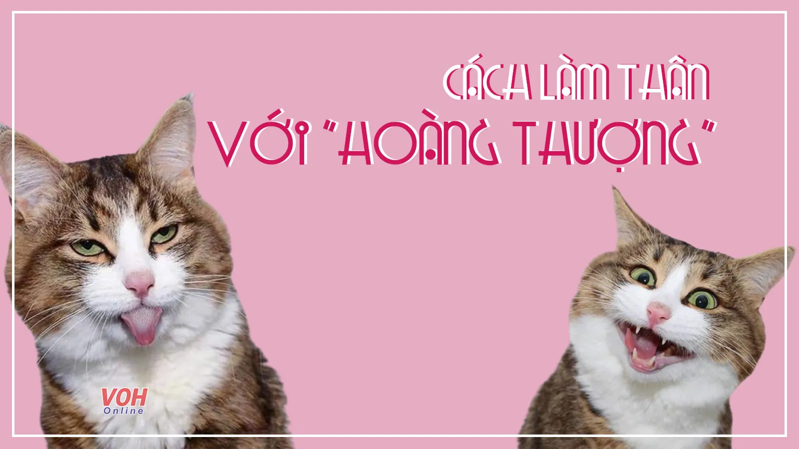 Bật mí các cách làm quen với mèo nhanh nhất