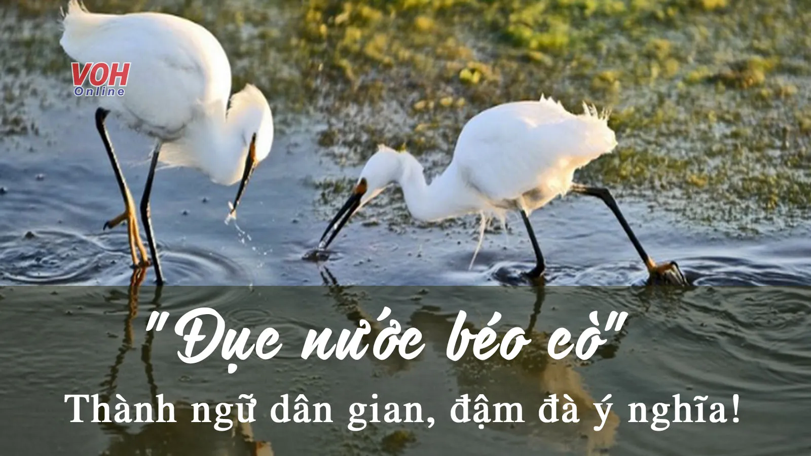 Giải thích thành ngữ Đục nước béo cò và bài học cuộc sống