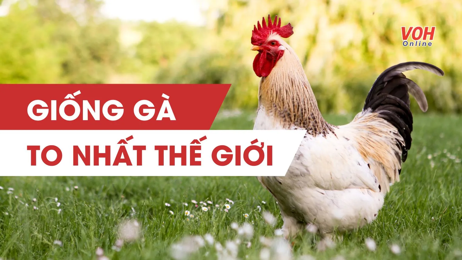 Top 10+ giống gà to nhất thế giới hiện nay