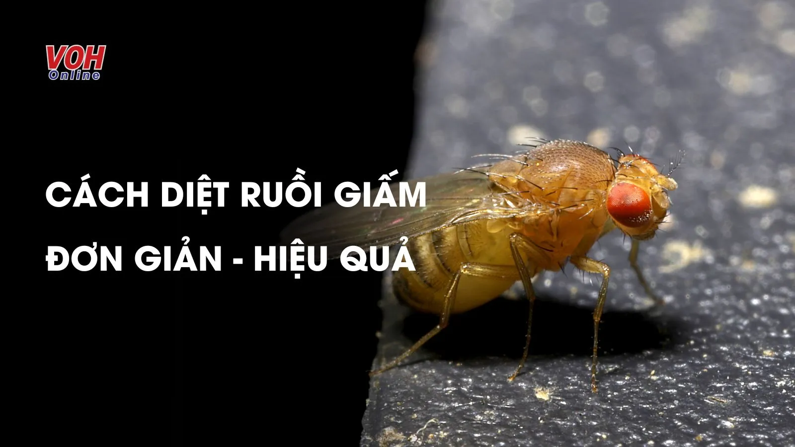 “Bỏ túi” 4 cách diệt ruồi giấm đơn giản ngay tại nhà