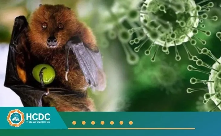 TPHCM giám sát người từ vùng có dịch virus Nipah