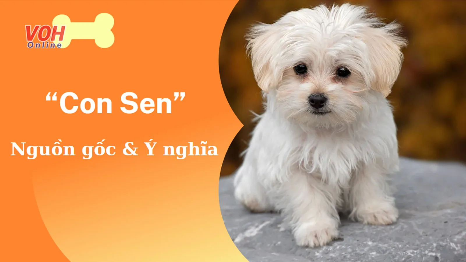 Con sen là gì? Vì sao giới trẻ hay ví von bản thân là kiếp con sen?