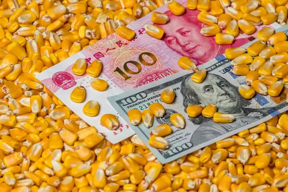 Giá ngô ở Mỹ giảm, do Trung Quốc tăng nhập từ Brazil