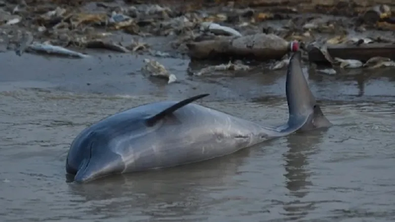 Hơn 100 con cá heo đã chết trên sông Amazon