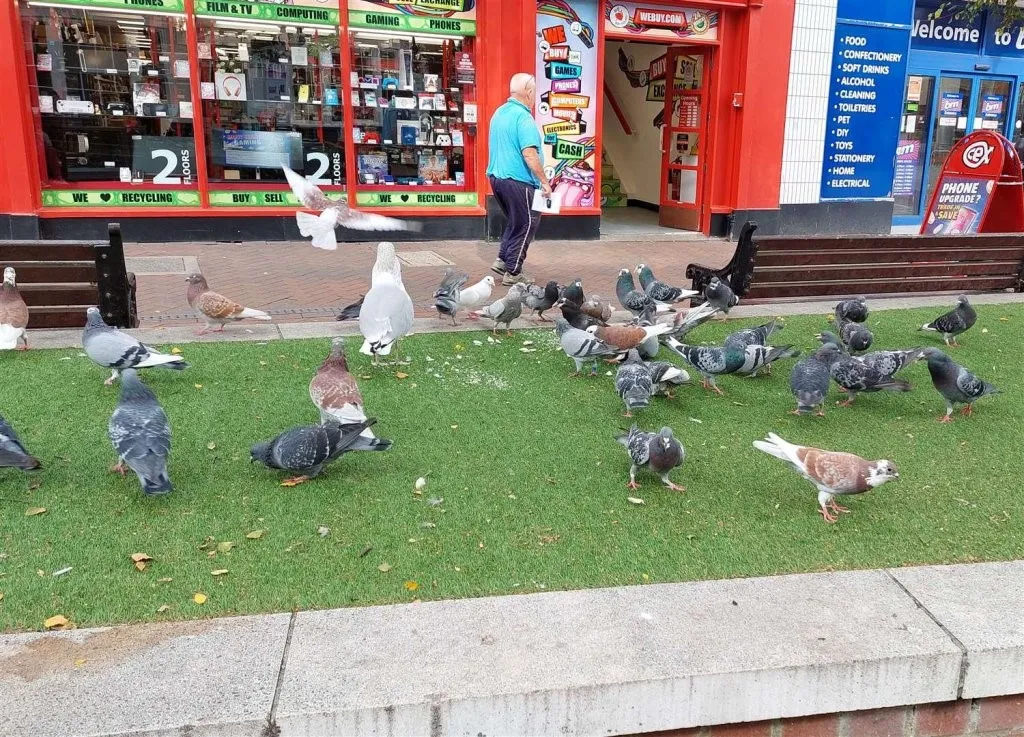 Thị trấn miền nam nước Anh “khốn khổ” vì chim bồ câu