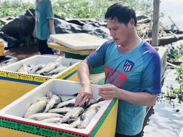 Hà Tĩnh: Hàng chục tấn cá nuôi lồng bè chết bất ngờ