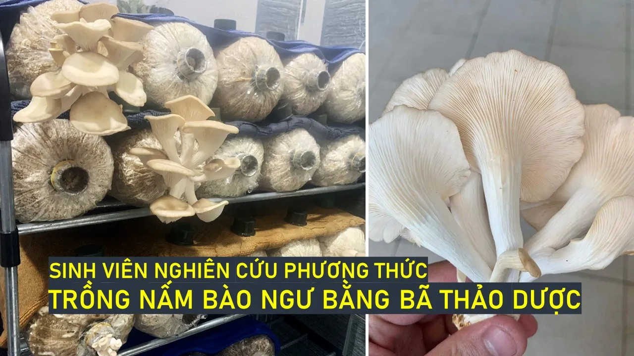 Sinh viên nghiên cứu trồng nấm bào ngư bằng bã thảo dược