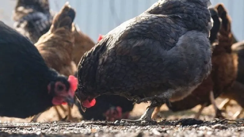 Campuchia ghi nhận ca tử vong vì cúm gia cầm H5N1