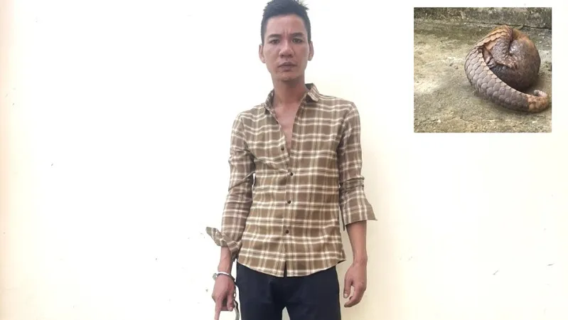 Lâm Đồng: Bắt đối tượng vận chuyển tê tê quý hiếm