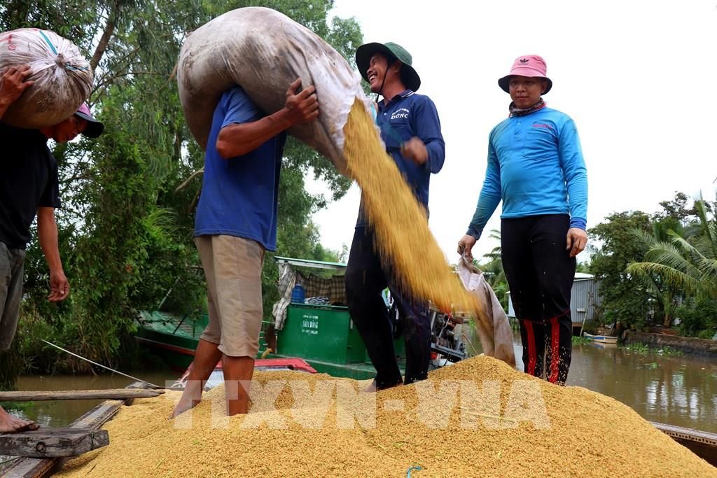 Giá lúa gạo hôm nay 10/10/2023:Giá gạo xuất khẩu tăng, Indonesia thầu 300.000 tấn gạo Việt
