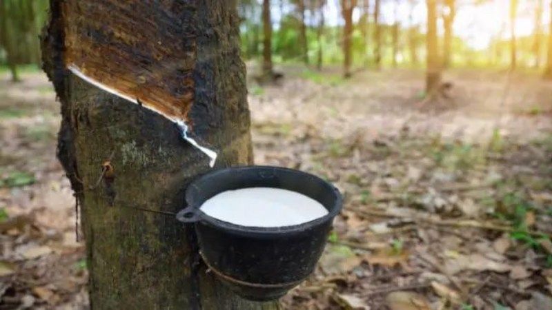 Giá cao su hôm nay 10/10/2023: Đồng loạt tăng do giá dầu tăng