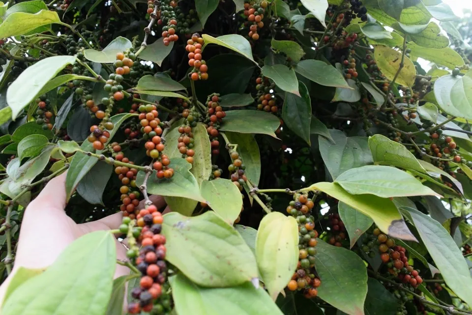 Giá tiêu hôm nay 10/10/2023: Nối đà đi ngang