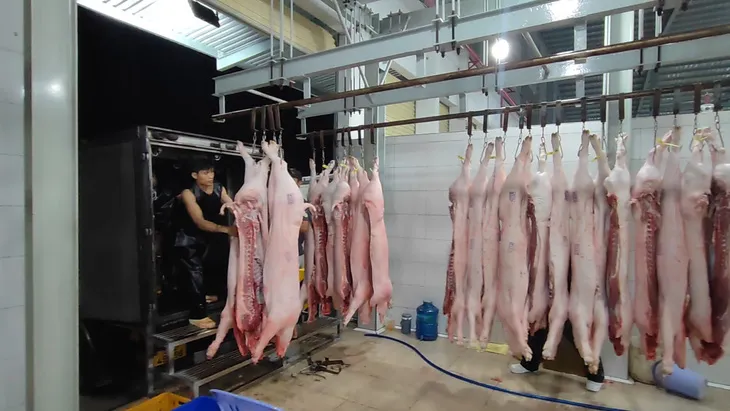 Giá heo hơi hôm nay ngày 10/10/2023: Nhiều nơi giảm nhẹ 1.000 đồng/kg