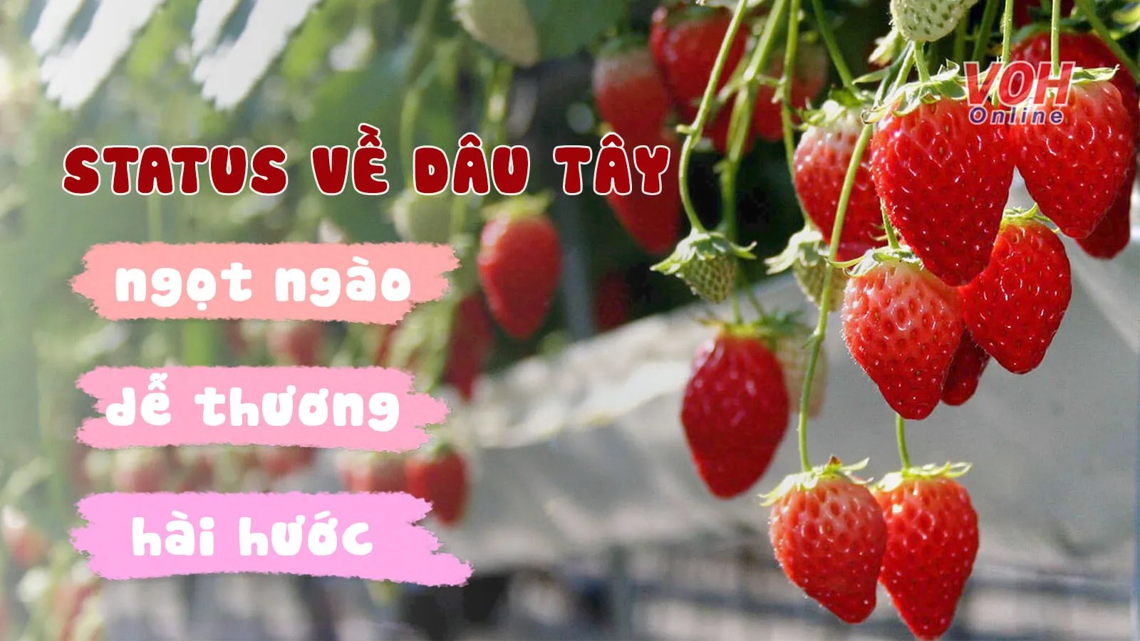 Tổng hợp stt về dâu tây, những bài thơ về vườn dâu đầy cảm xúc