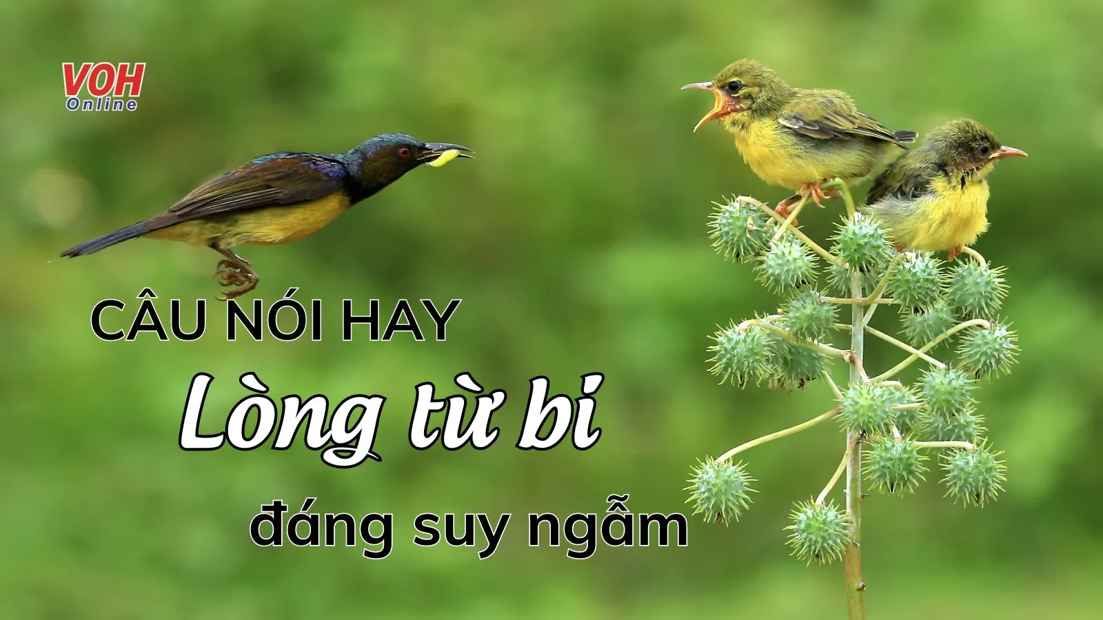 Những câu nói hay về lòng từ bi đọc là “thấm”