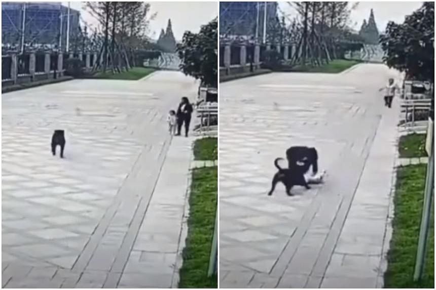 Cuộc đàn áp chó thả rông của Trung Quốc gây ra làn sóng phản đối kịch liệt