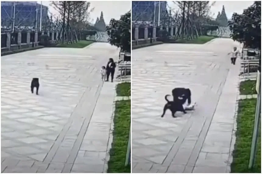 Cuộc đàn áp chó thả rông của Trung Quốc gây ra làn sóng phản đối kịch liệt