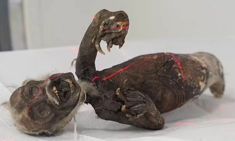 Lật mở những bí ẩn về Nàng tiên cá Fiji