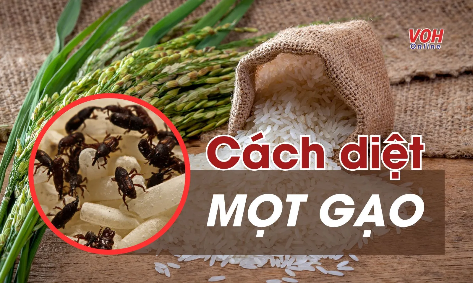 5 cách diệt mọt gạo đơn giản không phải ai cũng biết