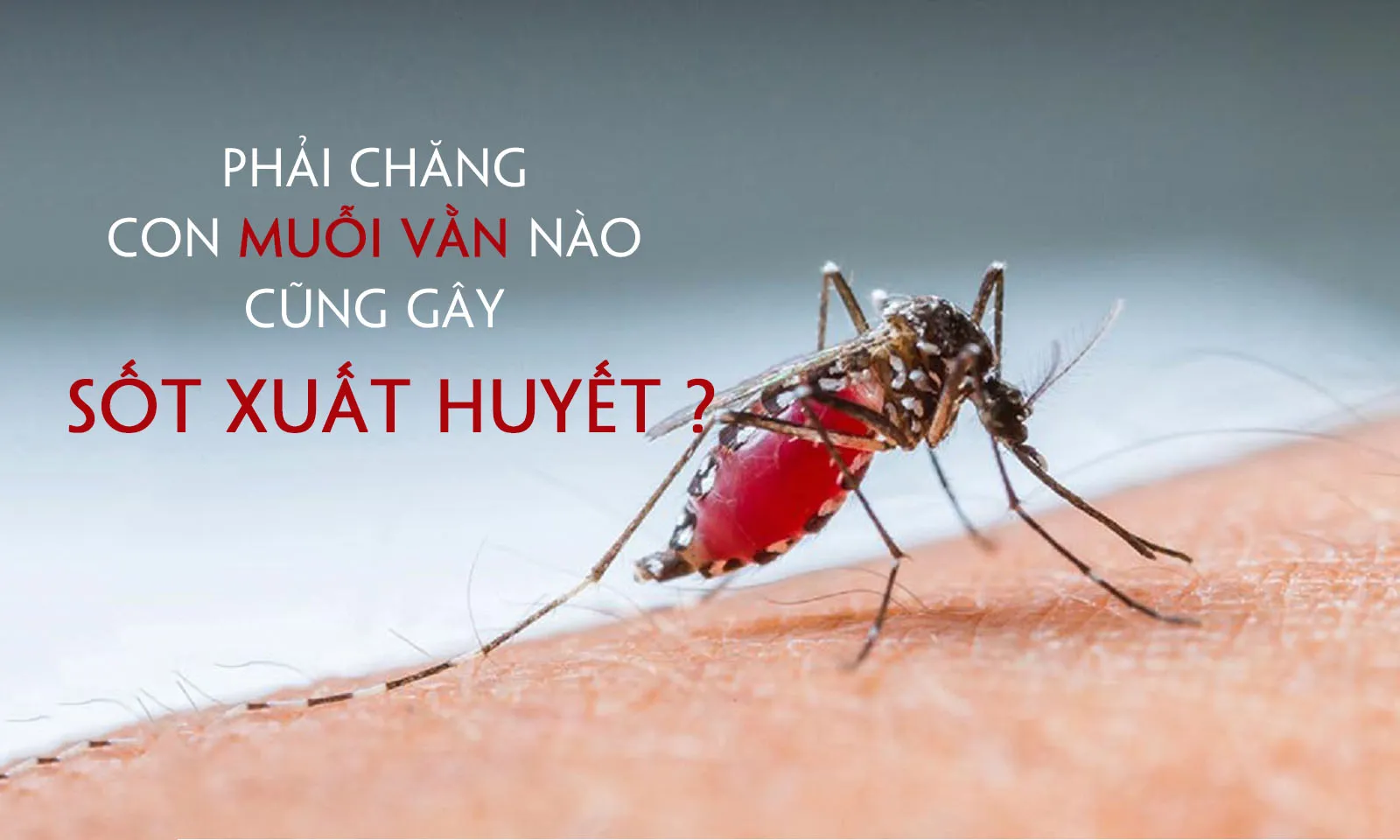 Có phải tất cả muỗi vằn đều truyền bệnh sốt xuất huyết?