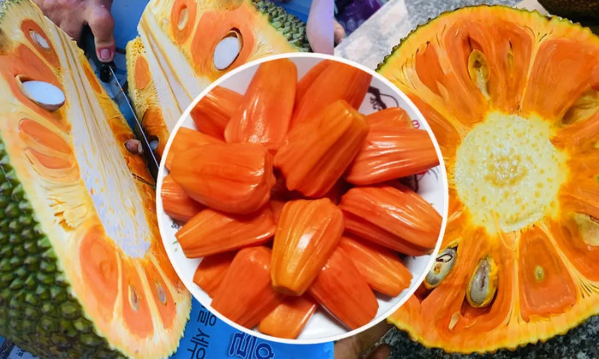 Giá mít ruột đỏ lập kỷ lục do Trung Quốc tăng mua