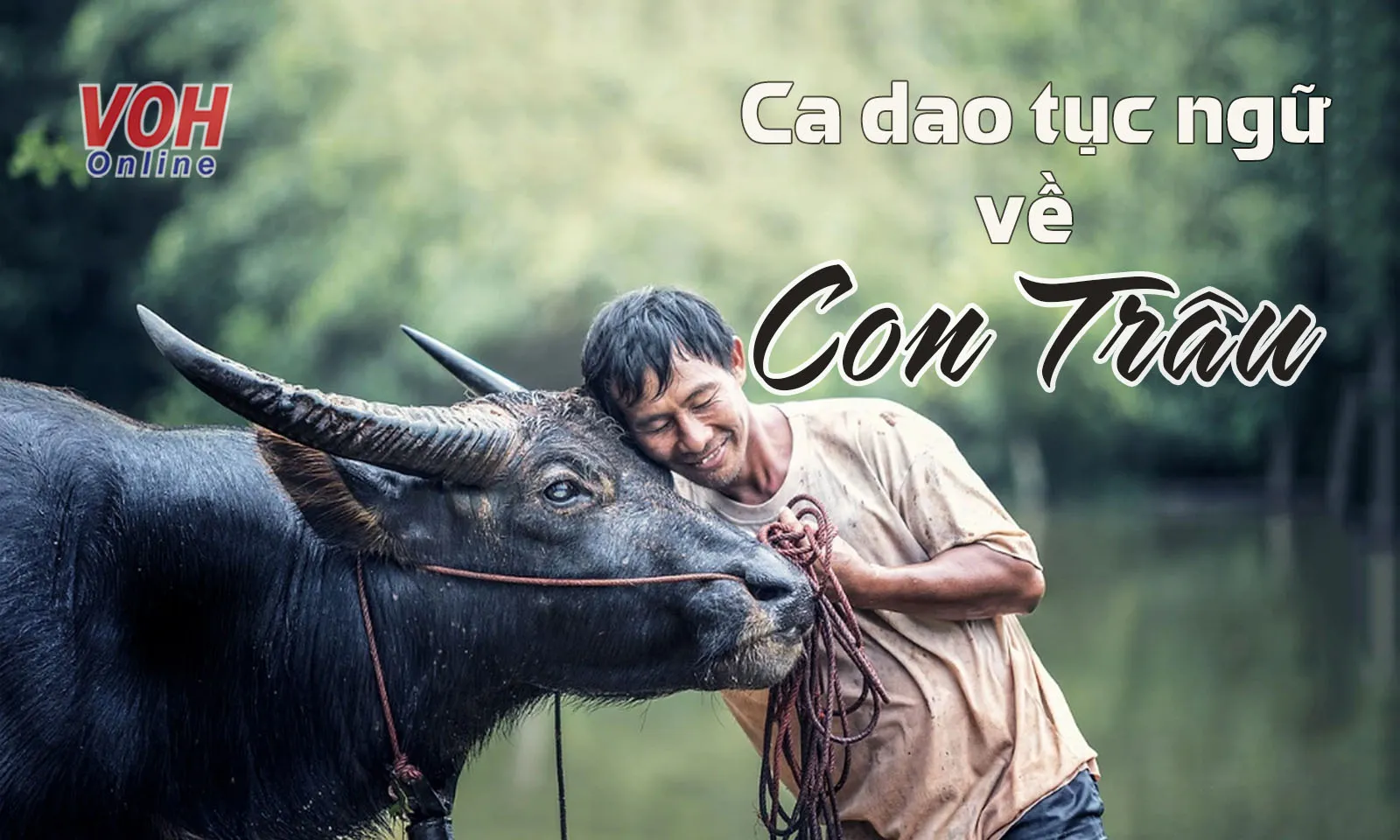 Top bài thơ, ca dao tục ngữ về con trâu gắn liền với người nông dân