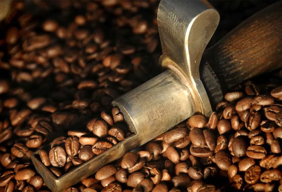 Giá cà phê hôm nay 11/11/2023: Đồng loạt giảm