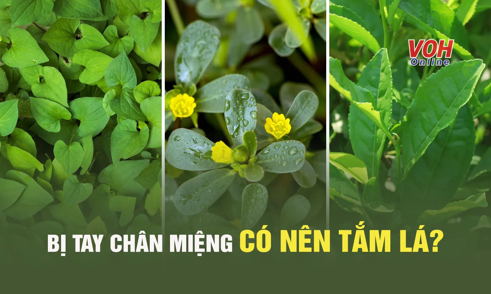 Trẻ bị tay chân miệng có nên tắm lá theo mẹo dân gian?