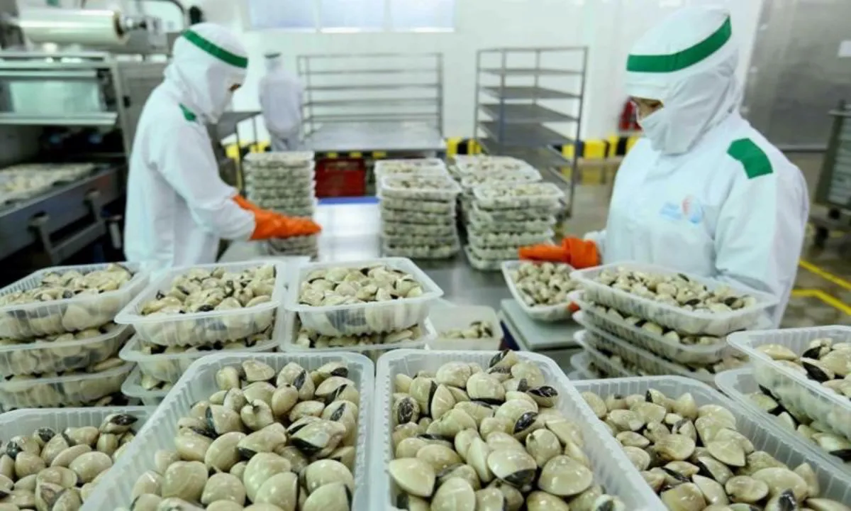 Cơ hội đưa nghêu Việt Nam vươn tầm cao mới trong tương lai