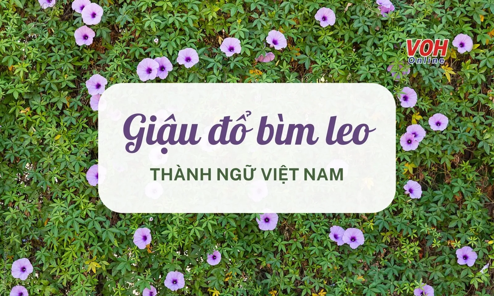 Giải thích ý nghĩa thành ngữ “Giậu đổ bìm leo” là gì?