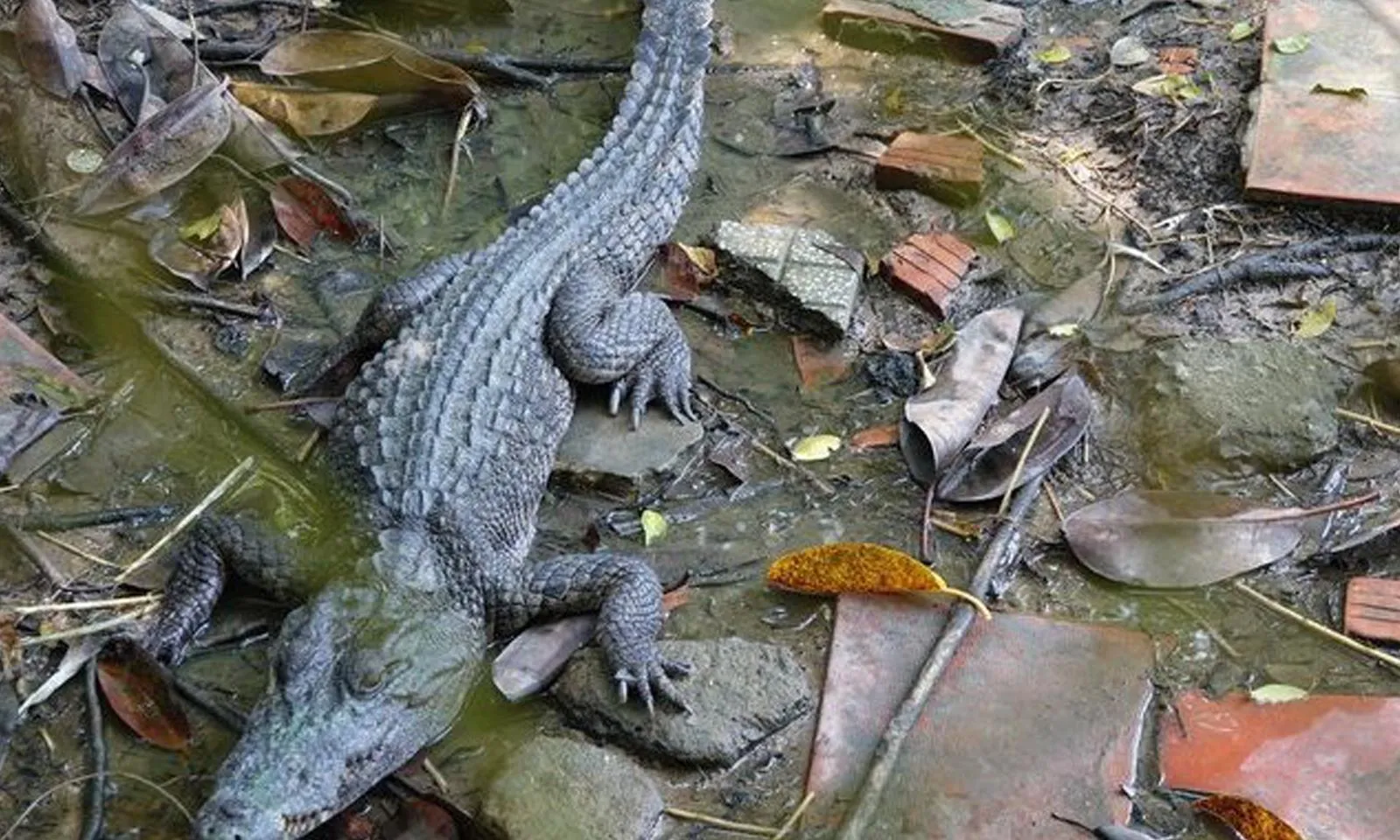 Bắt được hết cá sấu xổng chuồng ở Kiên Giang