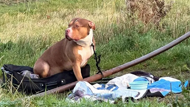 Muốn nuôi chó Bully XL phải cấy vi mạch và thiến chúng