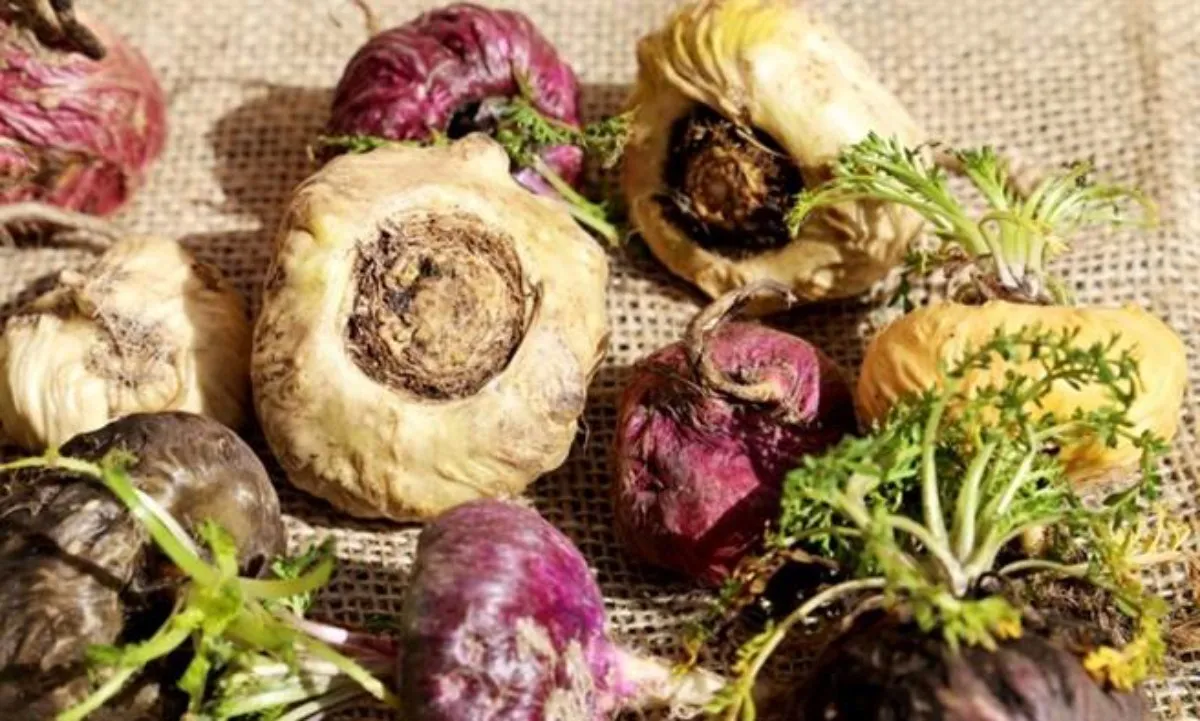 Củ maca có công dụng gì?